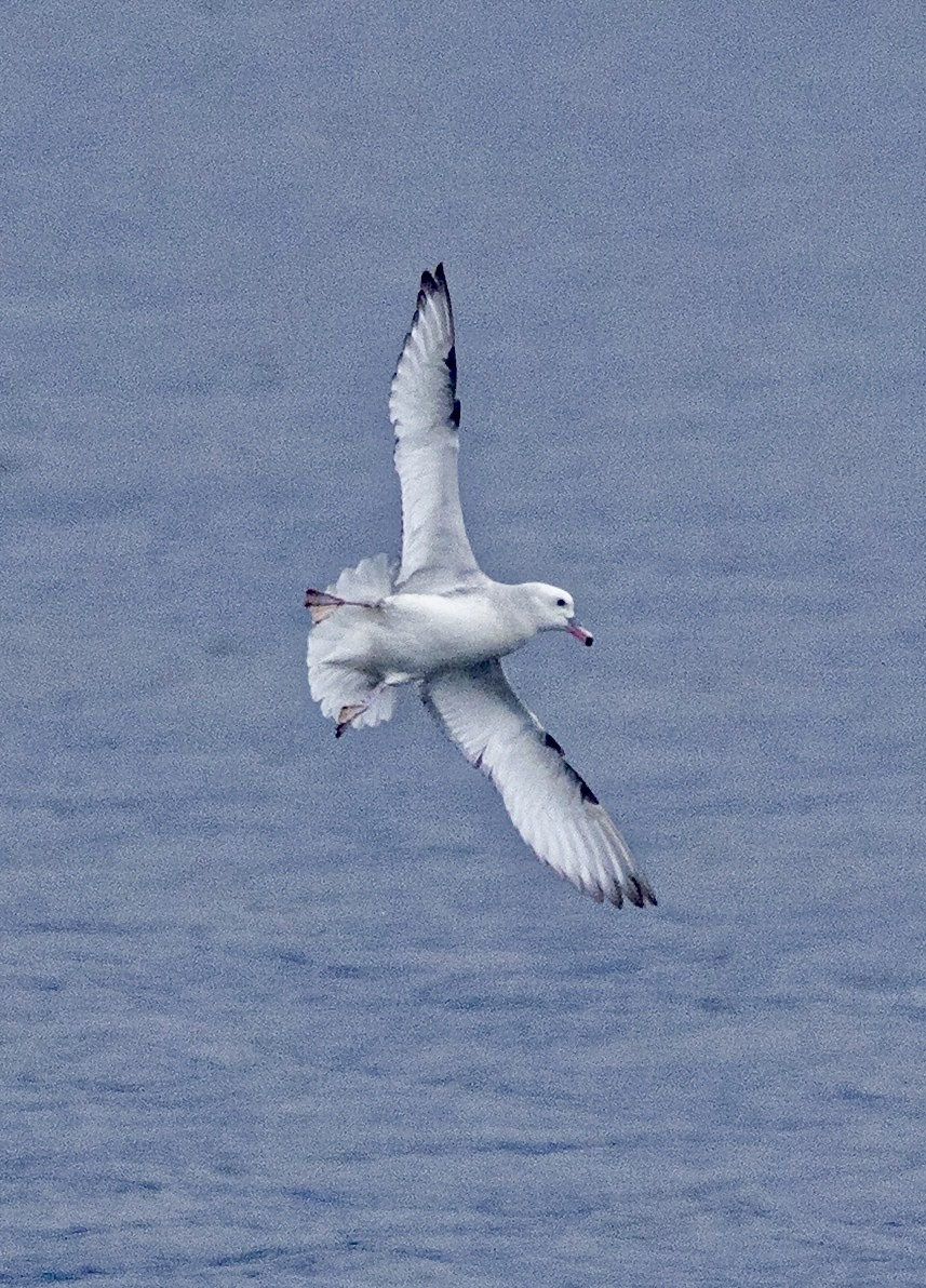 Southern Fulmar - ML645471862