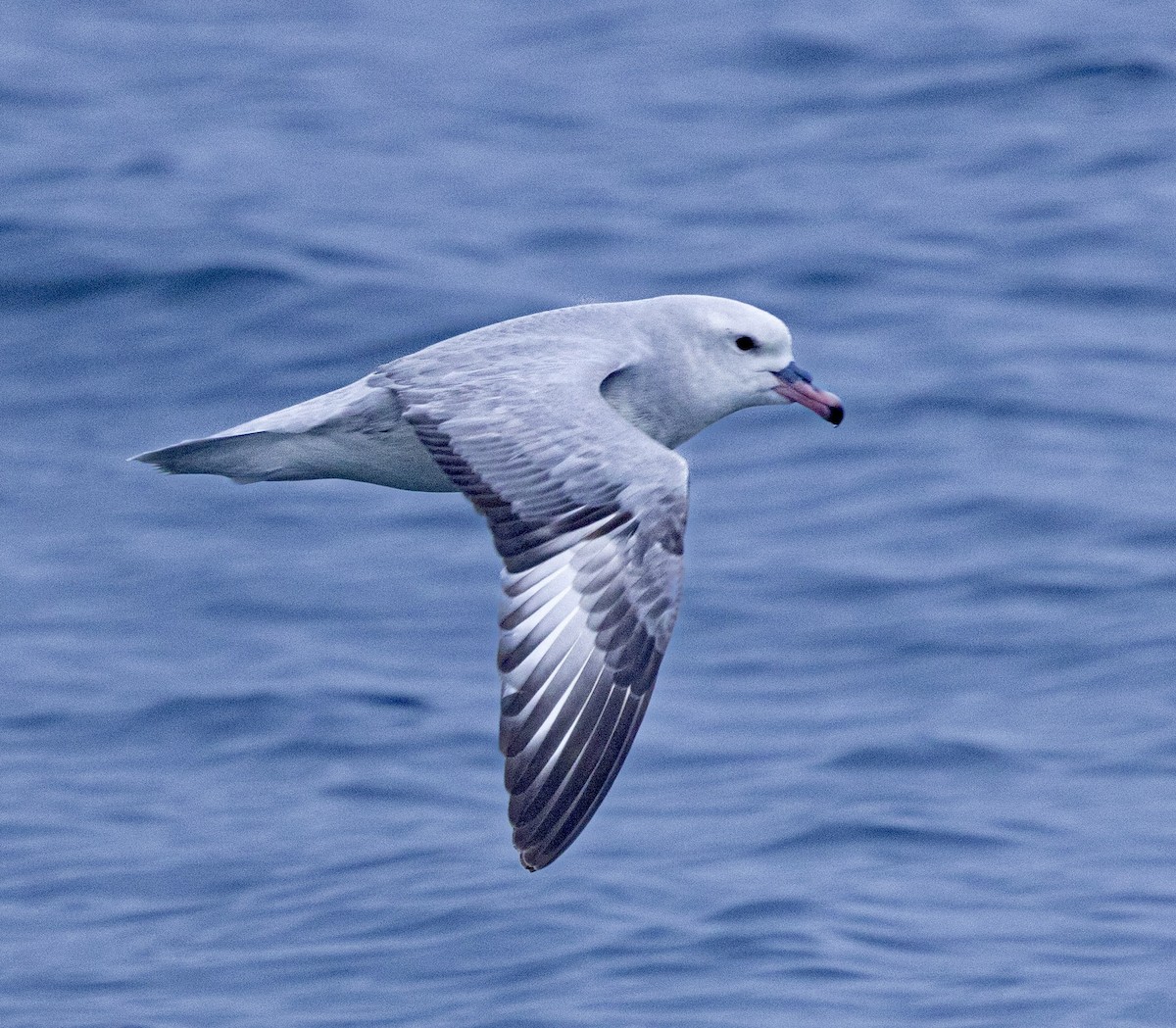Southern Fulmar - ML645471863