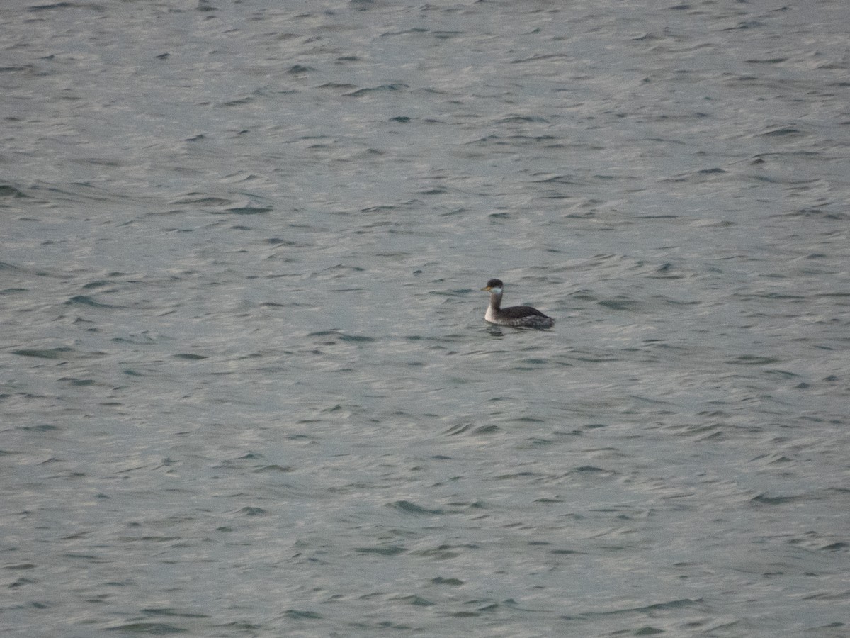 Grèbe jougris - ML645471865