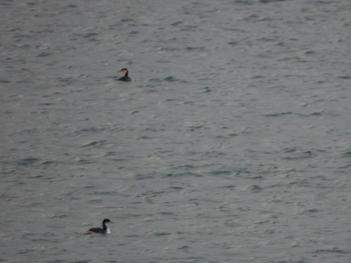 Grèbe jougris - ML645471866