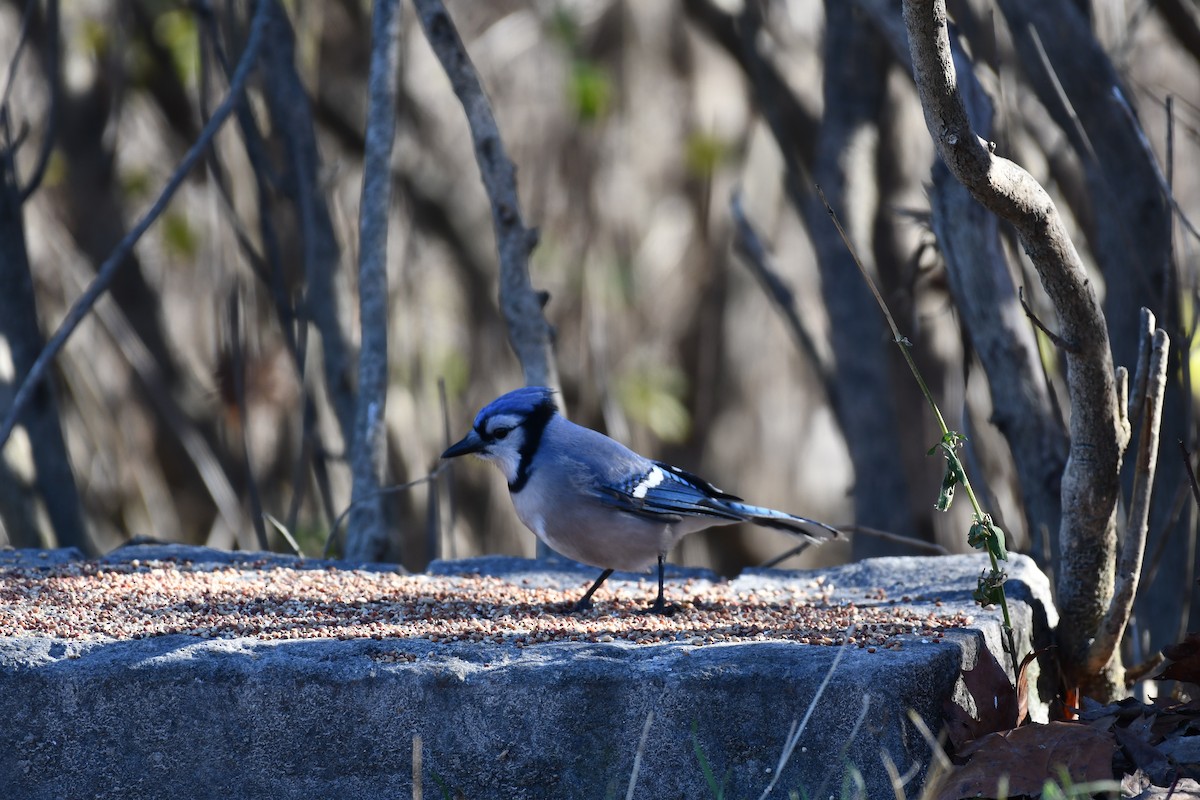 Сизойка блакитна - ML645471868