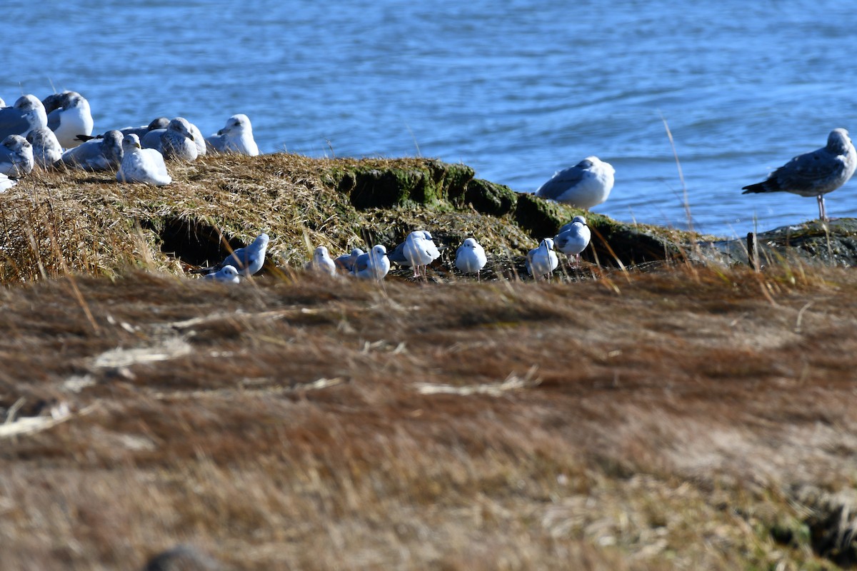 Bonaparte's Gull - ML645471880