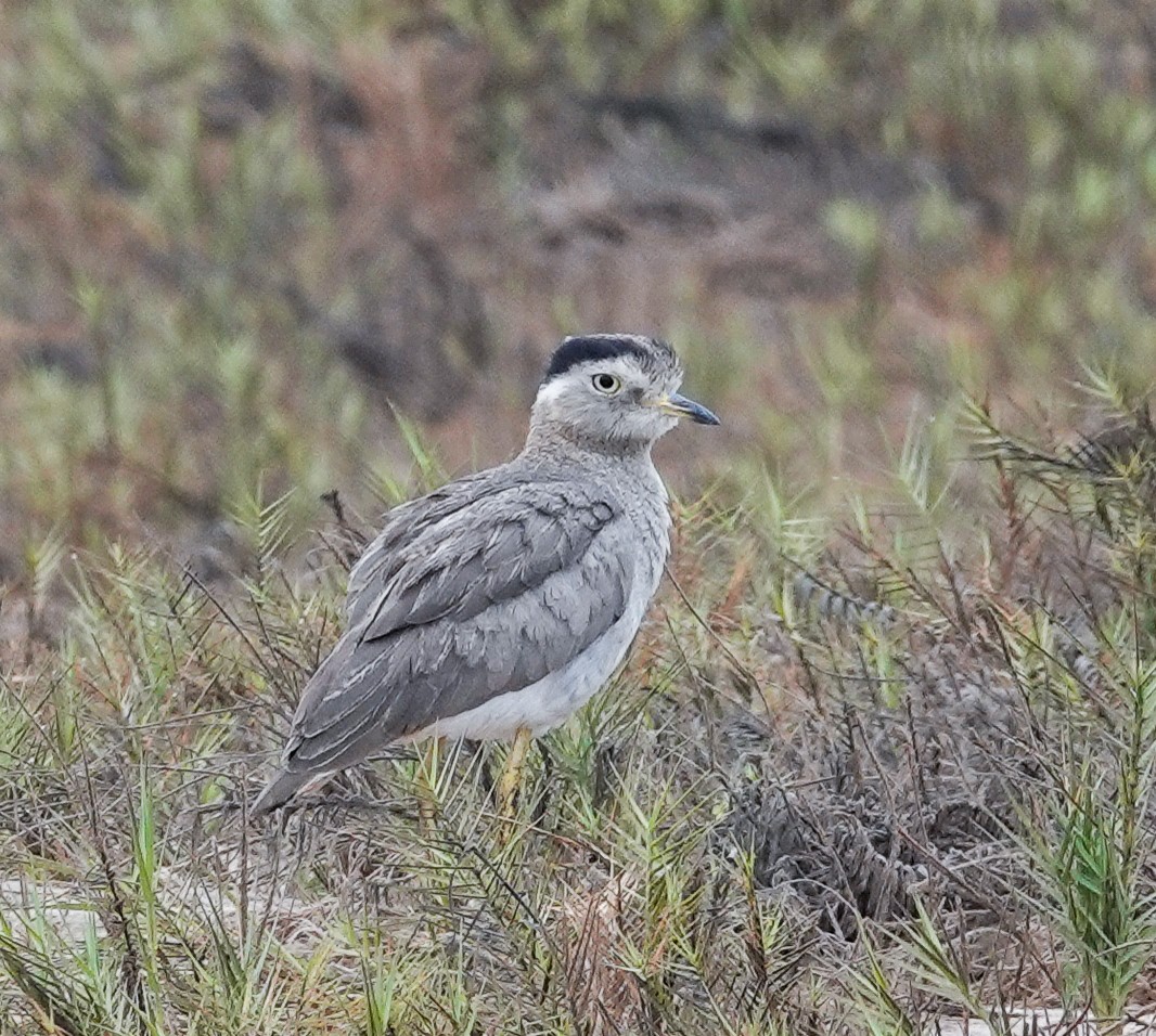 Peruvian Thick-knee - ML645471885