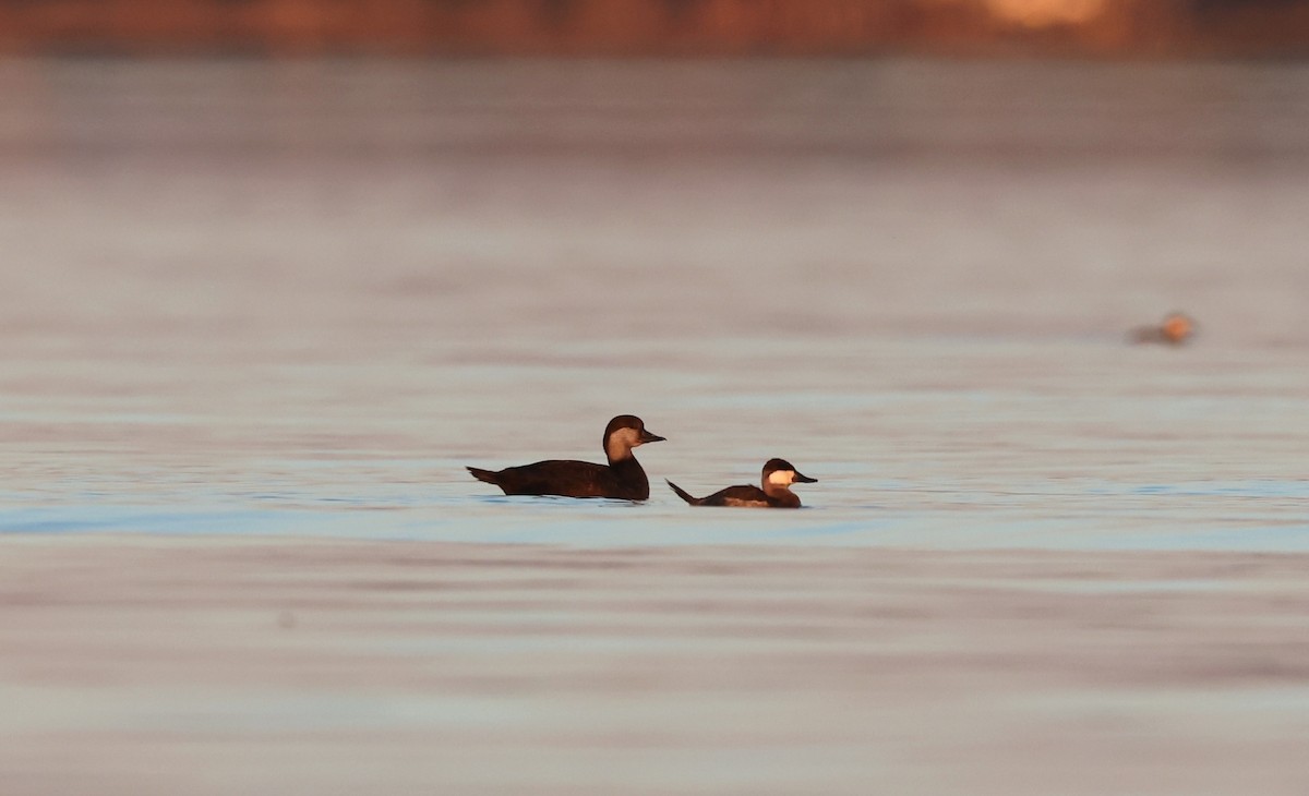 Black Scoter - ML645471886