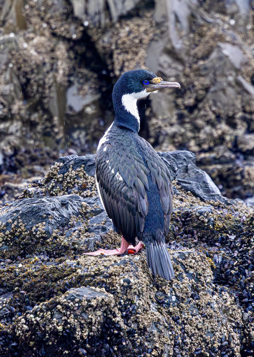 kormorán modrooký [skupina atriceps] - ML645471888