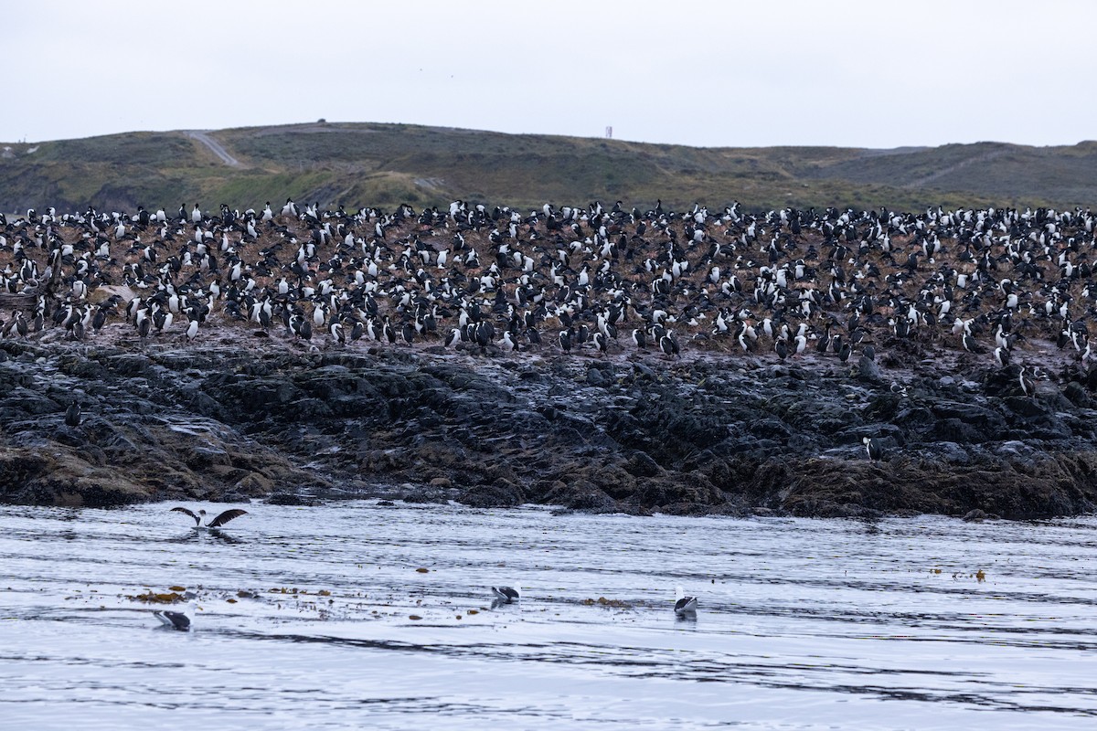kormorán modrooký [skupina atriceps] - ML645471889
