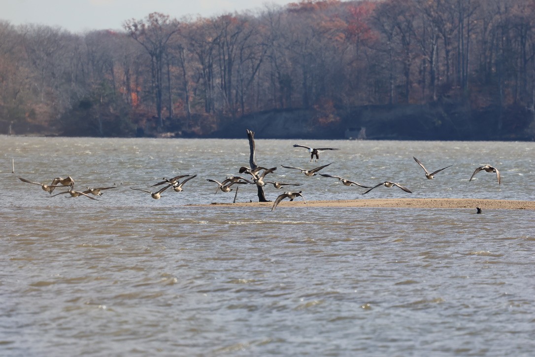 berneška velká - ML645471891