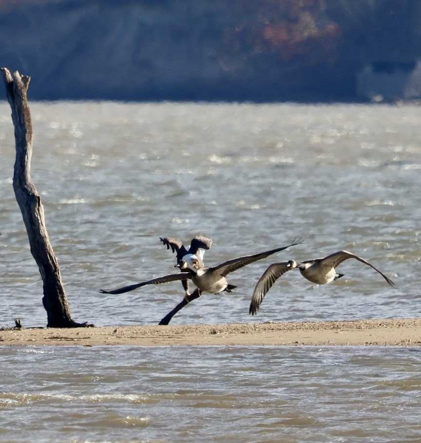 berneška velká - ML645471892