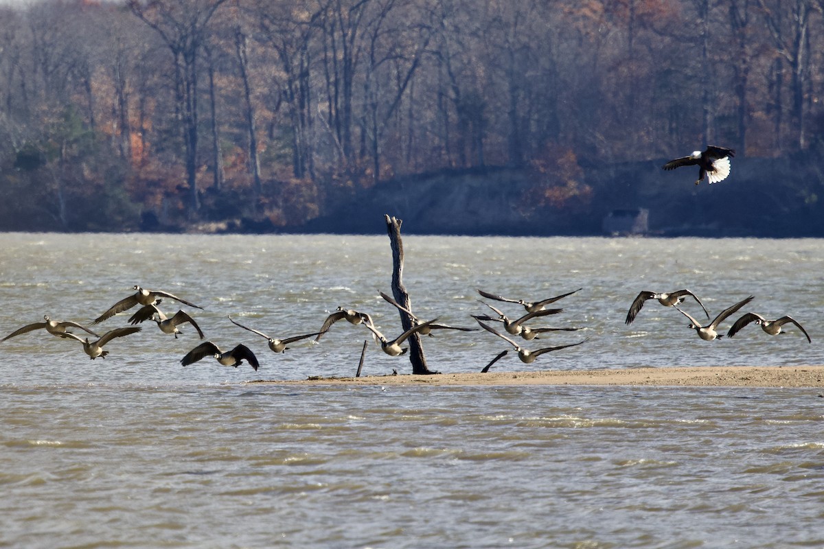 berneška velká - ML645471893