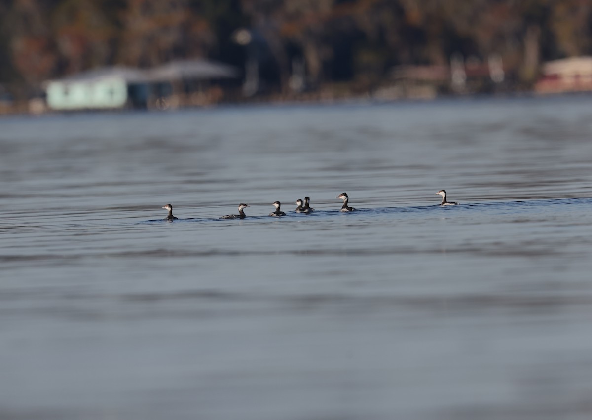 potápka žlutorohá - ML645471894
