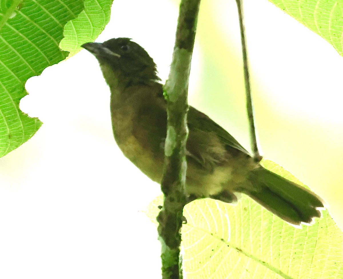 Ochre-breasted Tanager - ML645471896