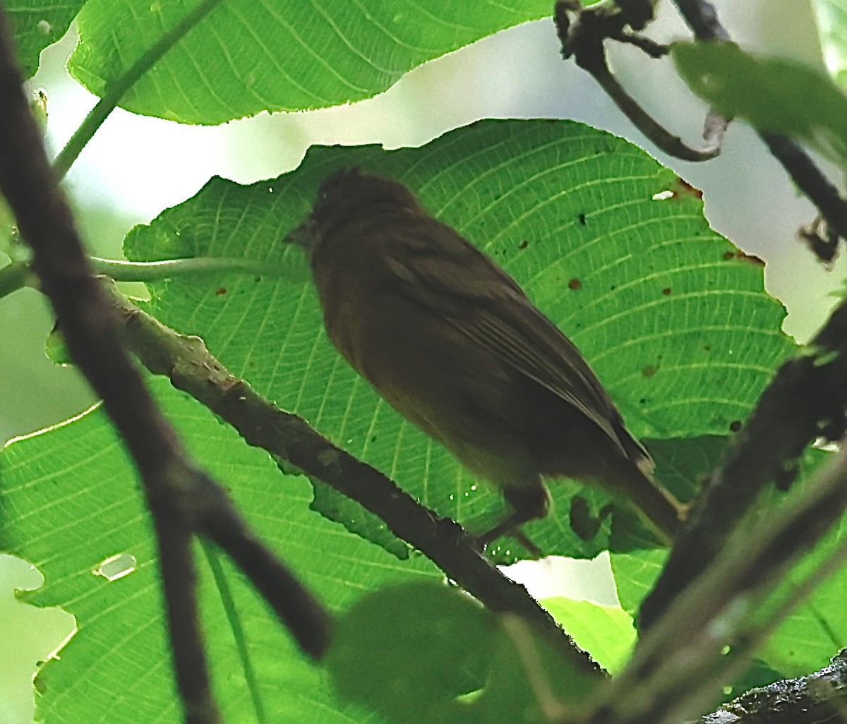 Ochre-breasted Tanager - ML645471897
