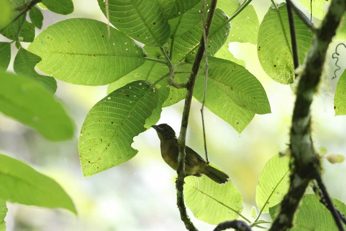 Ochre-breasted Tanager - ML645471898