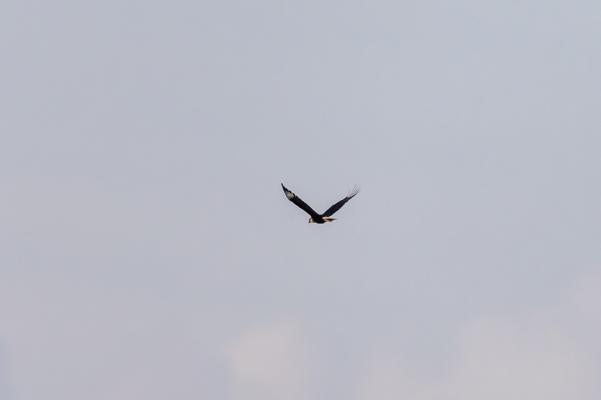 karančo jižní - ML645471899