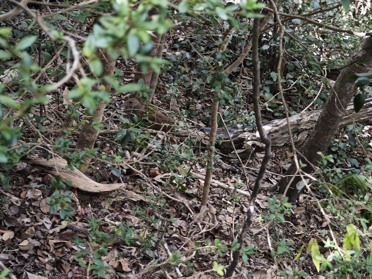 chřástal lesní - ML645471900