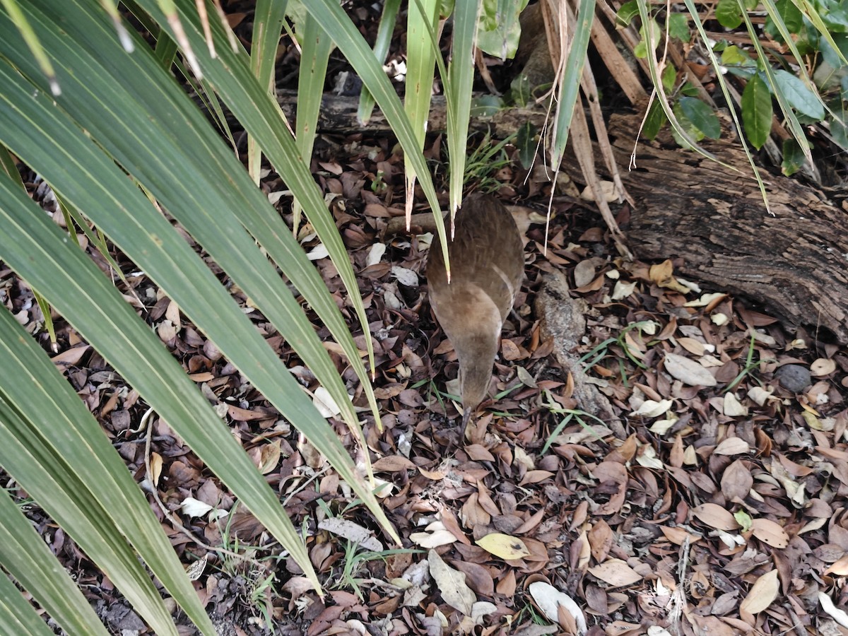 chřástal lesní - ML645471901