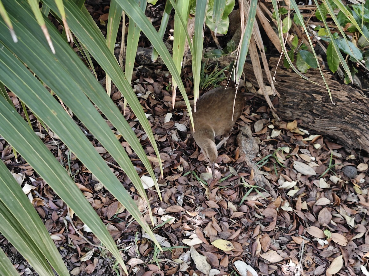 chřástal lesní - ML645471902