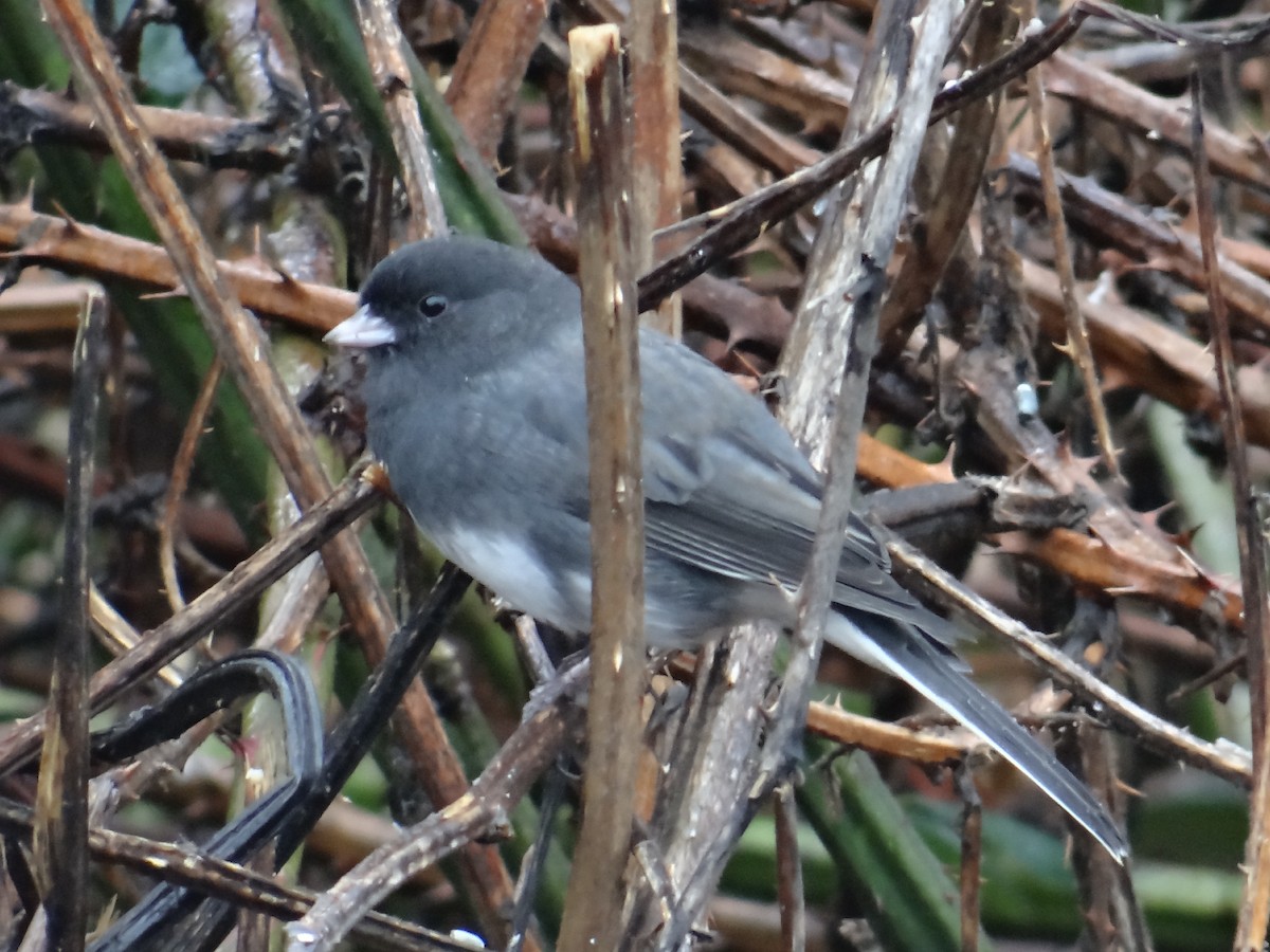 strnadec zimní (ssp. hyemalis/carolinensis) - ML645471903