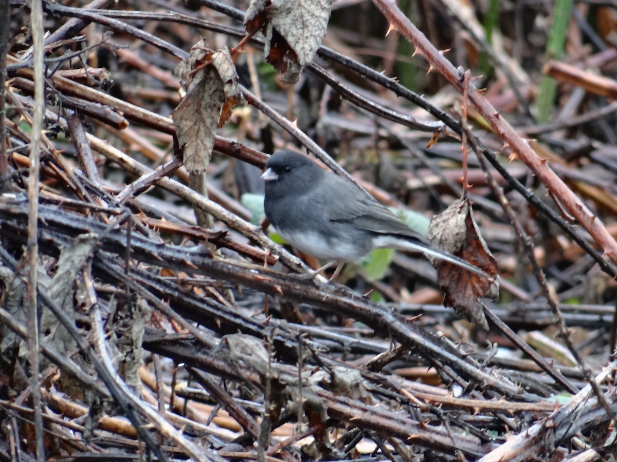 strnadec zimní (ssp. hyemalis/carolinensis) - ML645471904