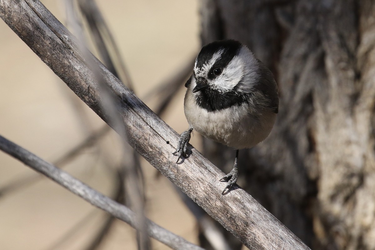 sýkora horská - ML645471905