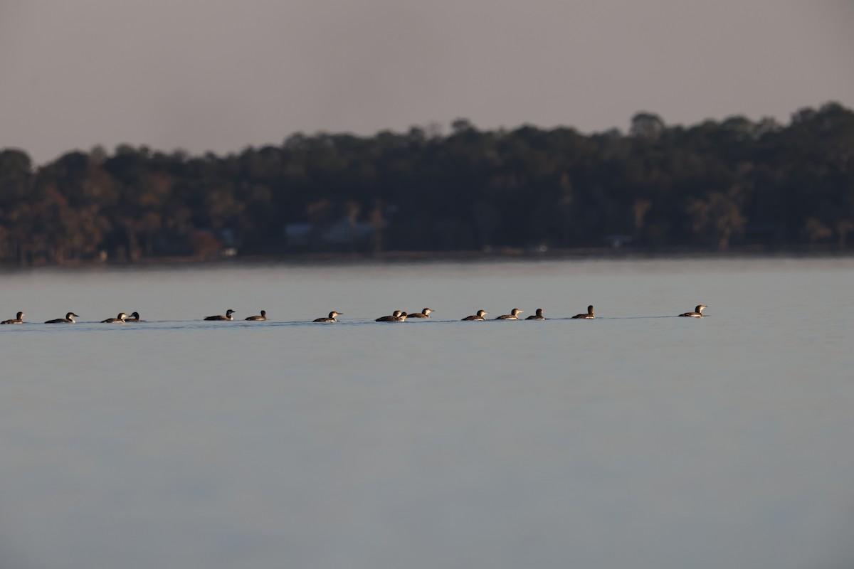 potáplice lední - ML645471907