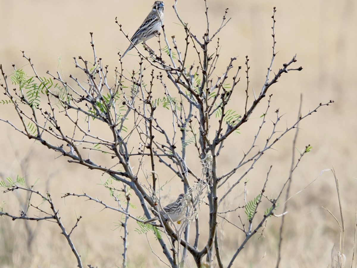 Lark Bunting - ML645471908