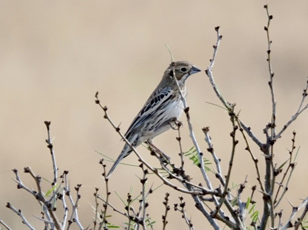 Lark Bunting - ML645471909