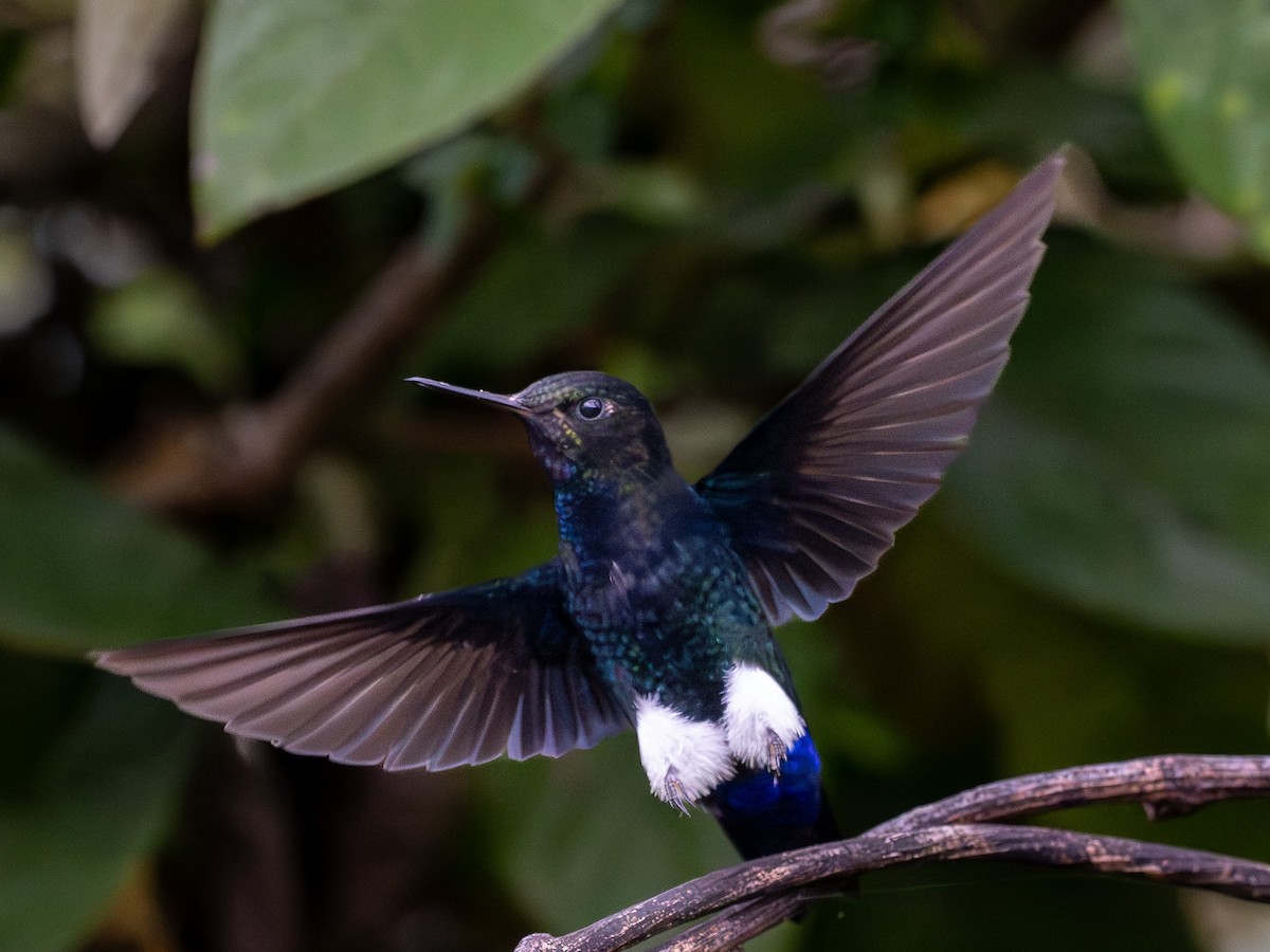 papučka černá - ML645471910