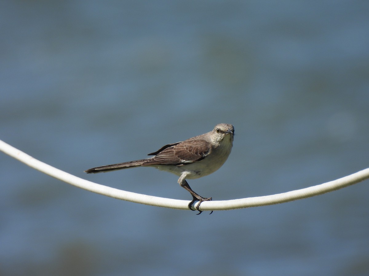 drozdec mnohohlasý - ML645471911