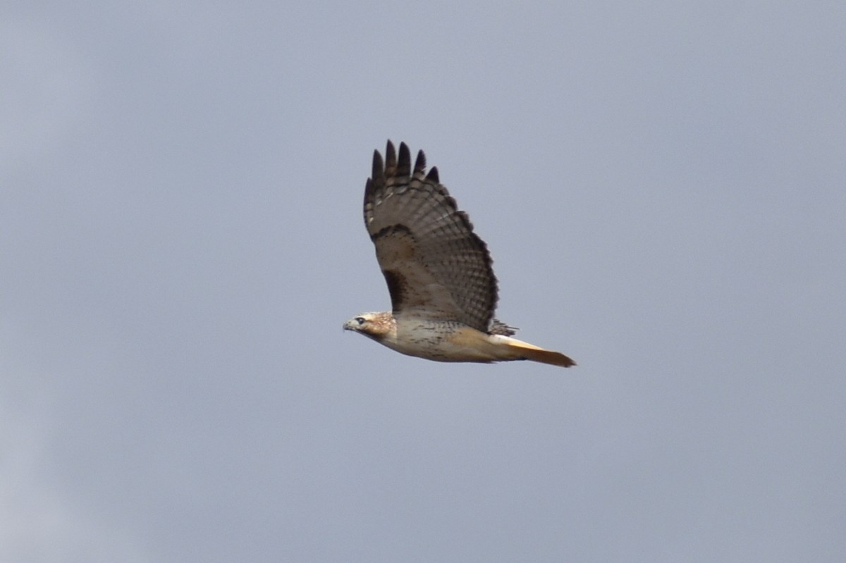 káně rudochvostá (ssp. kriderii) - ML645471912