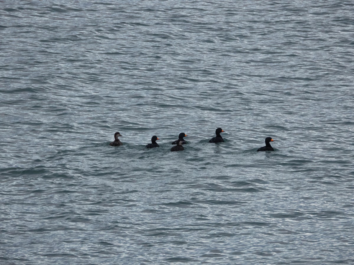 turpan žlutozobý - ML645471913