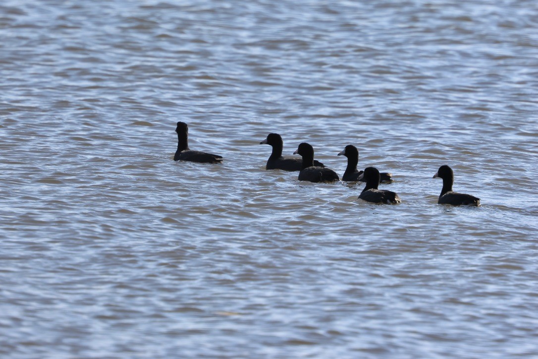 lyska americká (s červeným čelním štítkem) - ML645471914