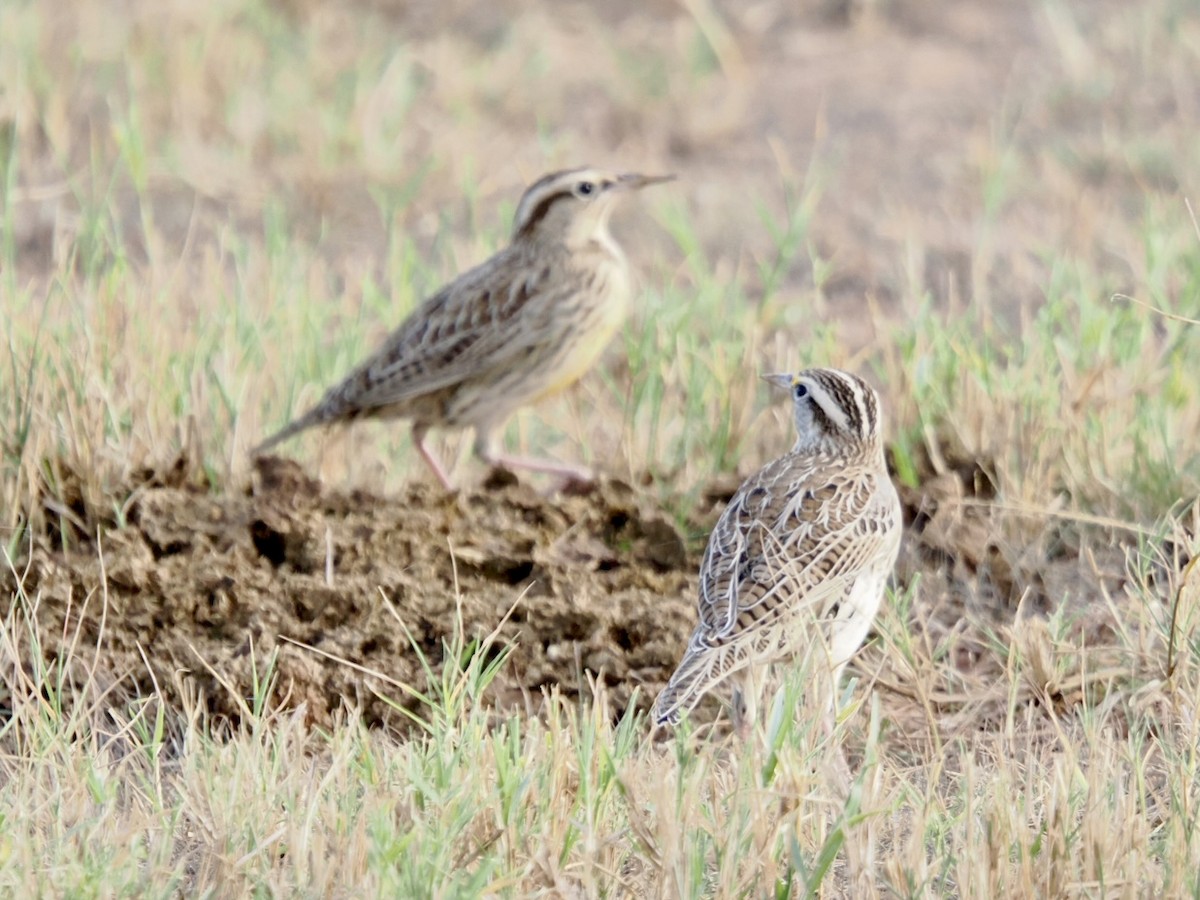 Western Meadowlark - ML645471915
