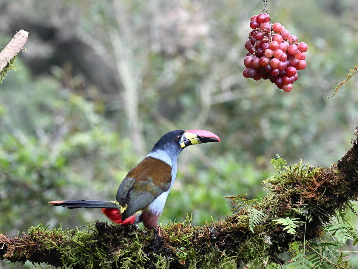 tukan andský - ML645471916