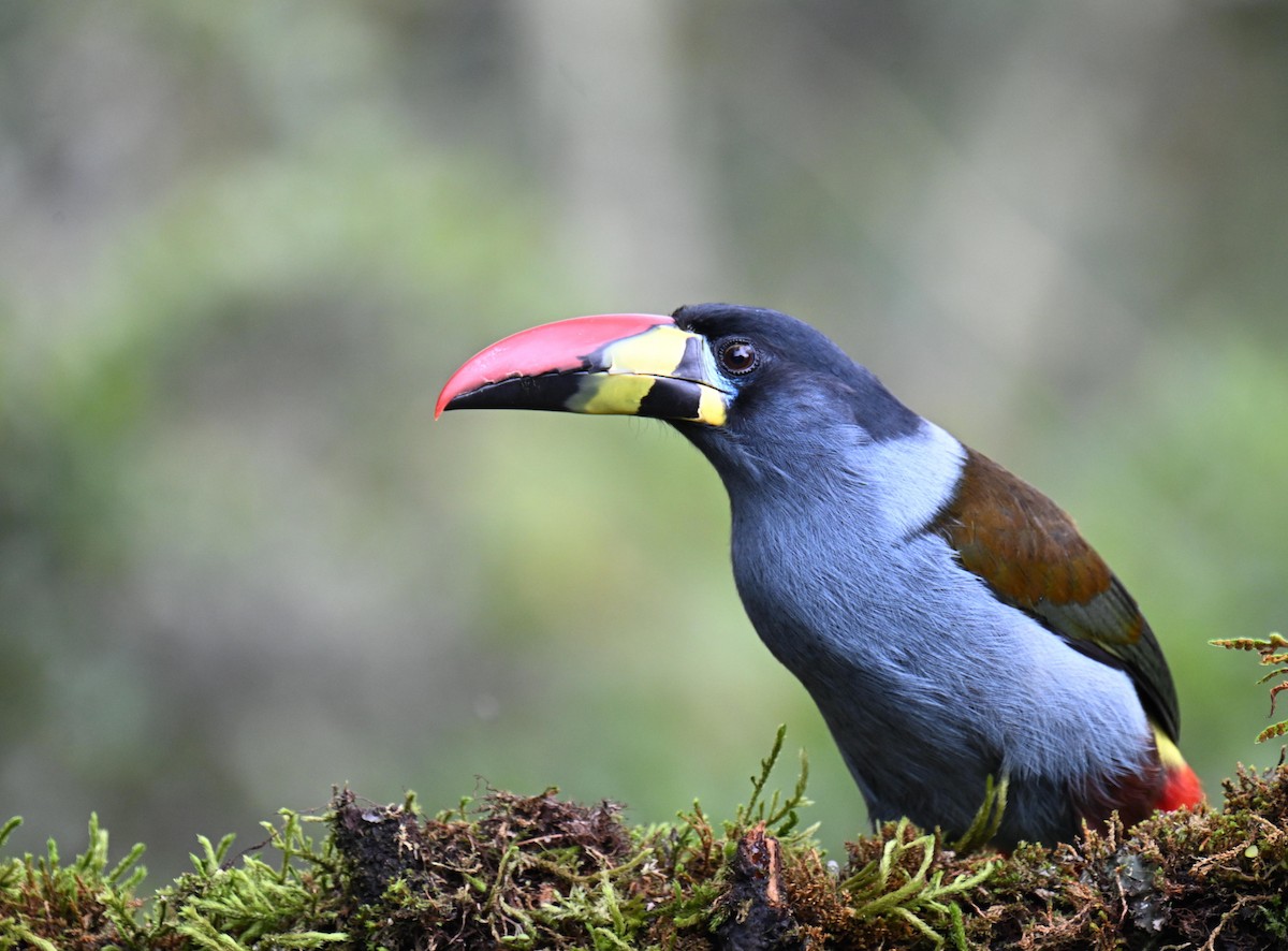 tukan andský - ML645471917