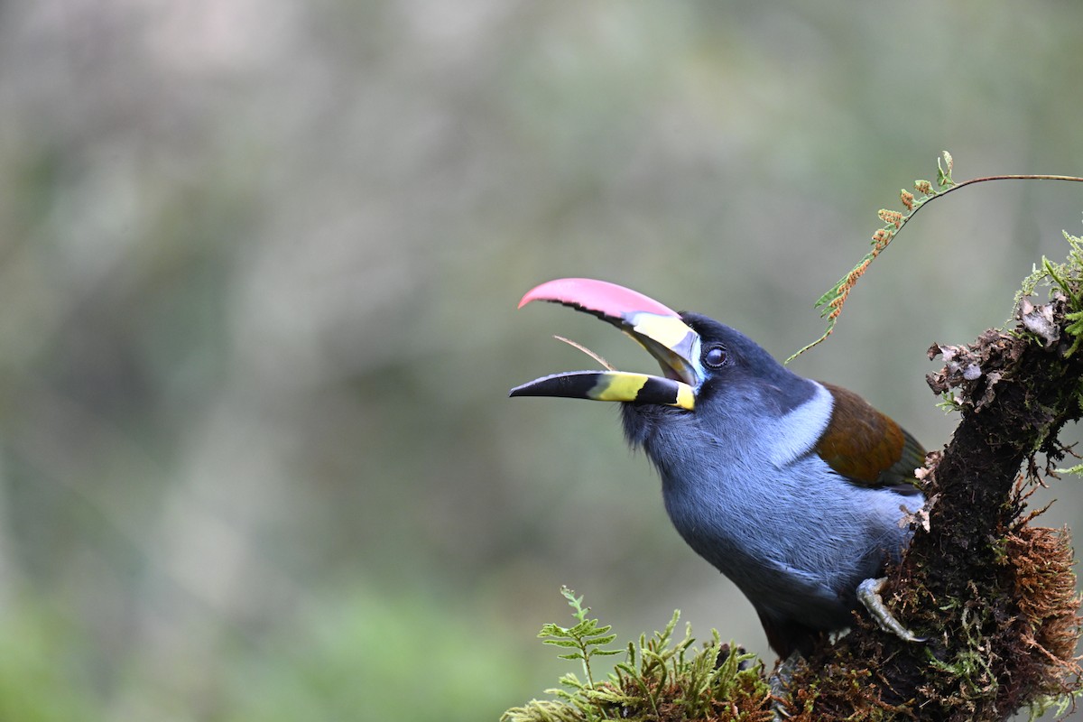 Tucán Pechigrís - ML645471918
