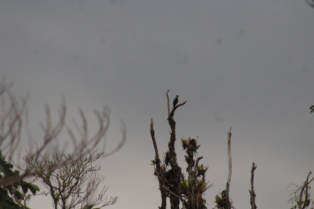 Bicolored Hawk - ML645471920