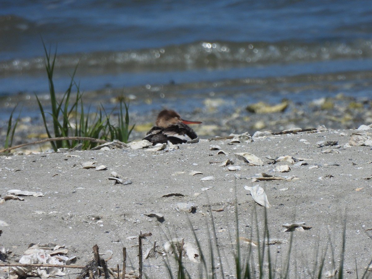 morčák prostřední - ML645471921