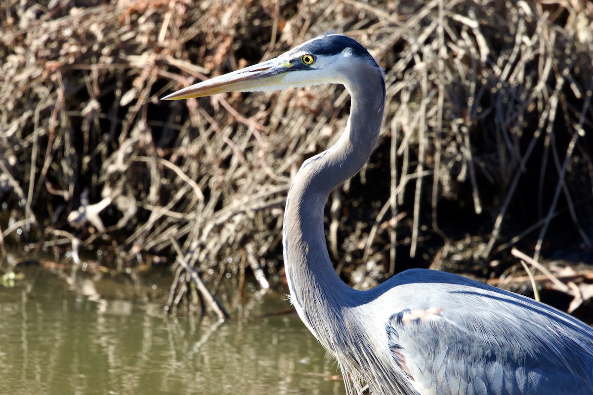 volavka velká [skupina herodias] - ML645471922