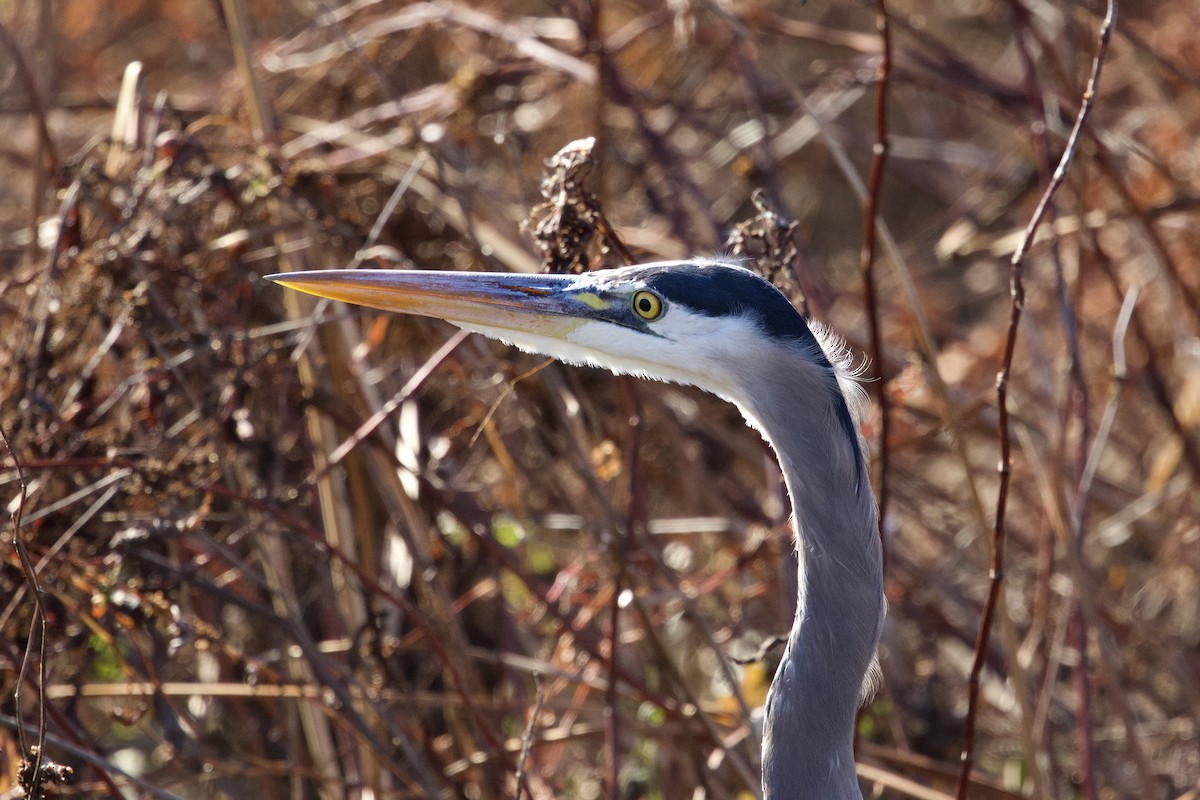 オオアオサギ（herodias グループ） - ML645471923