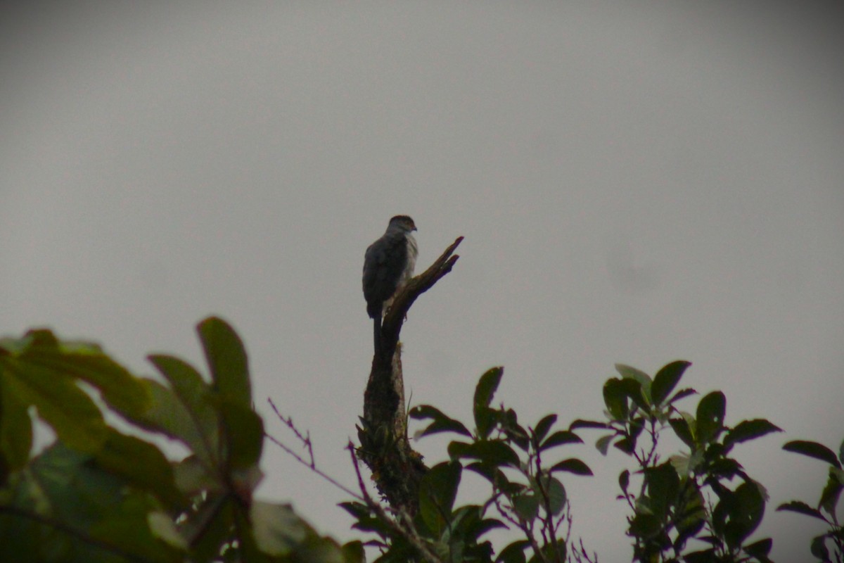 Bicolored Hawk - ML645471925