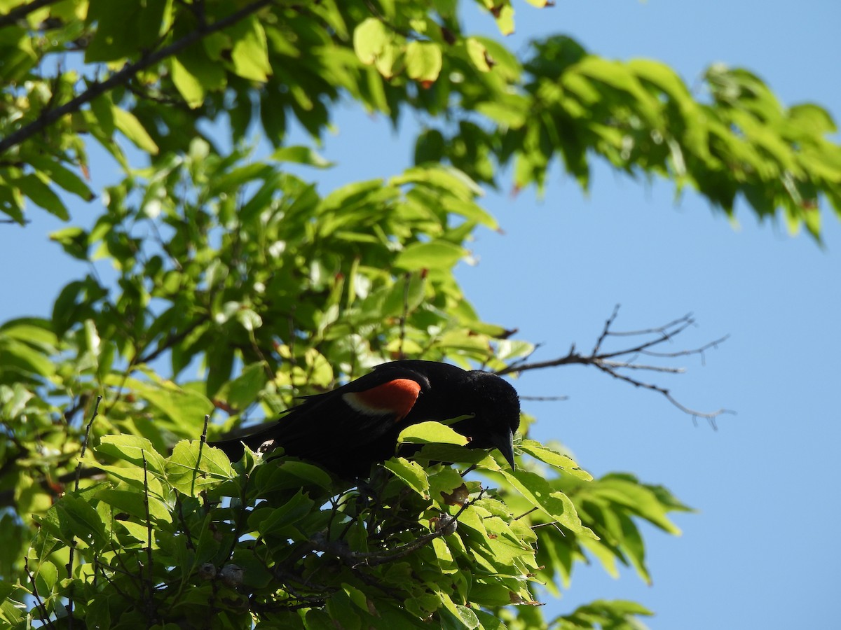 Красноплечий трупиал - ML645471926