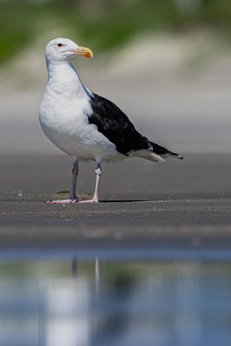 Büyük Kara Sırtlı Martı - ML645471928