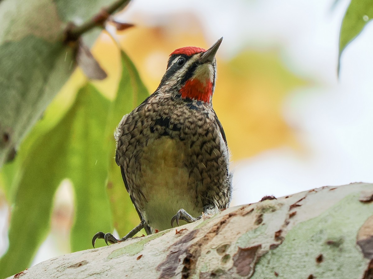 Rotnacken-Saftlecker - ML645471930