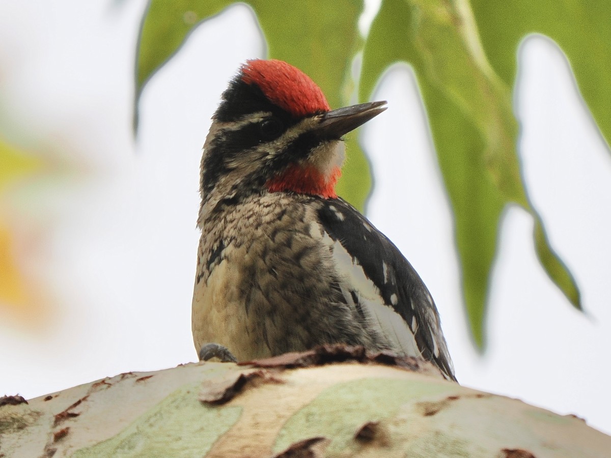 Rotnacken-Saftlecker - ML645471931