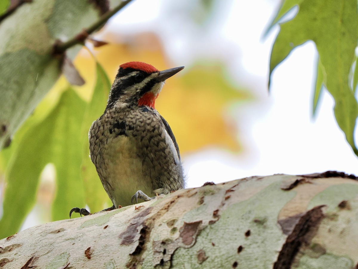 Rotnacken-Saftlecker - ML645471932