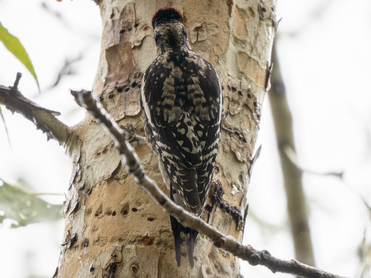 Rotnacken-Saftlecker - ML645471933