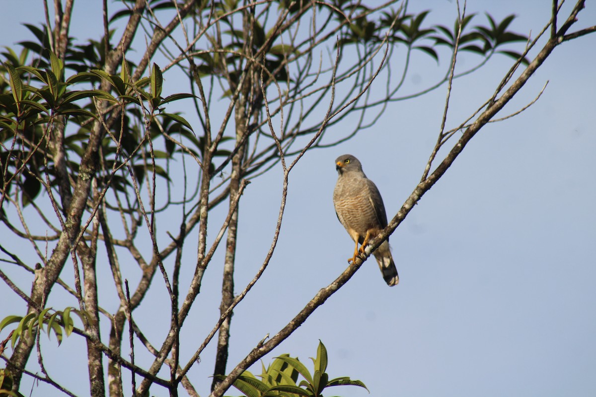 Roadside Hawk - ML645471938