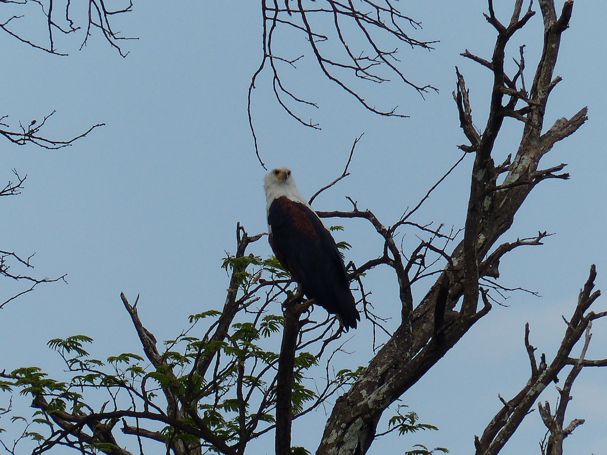 African Fish-Eagle - ML645471944