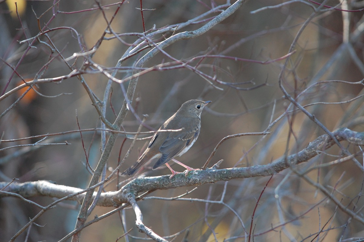 Tordo di Pallas - ML645471945